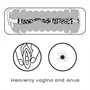 Virgin-skin Blowout Double Side Stroker Vagina and Anus
